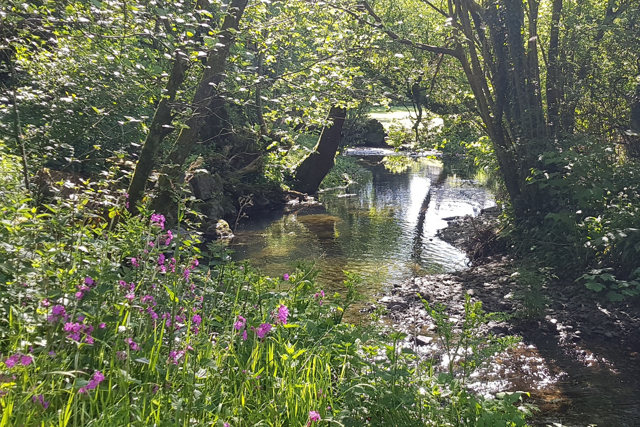 river Bargod