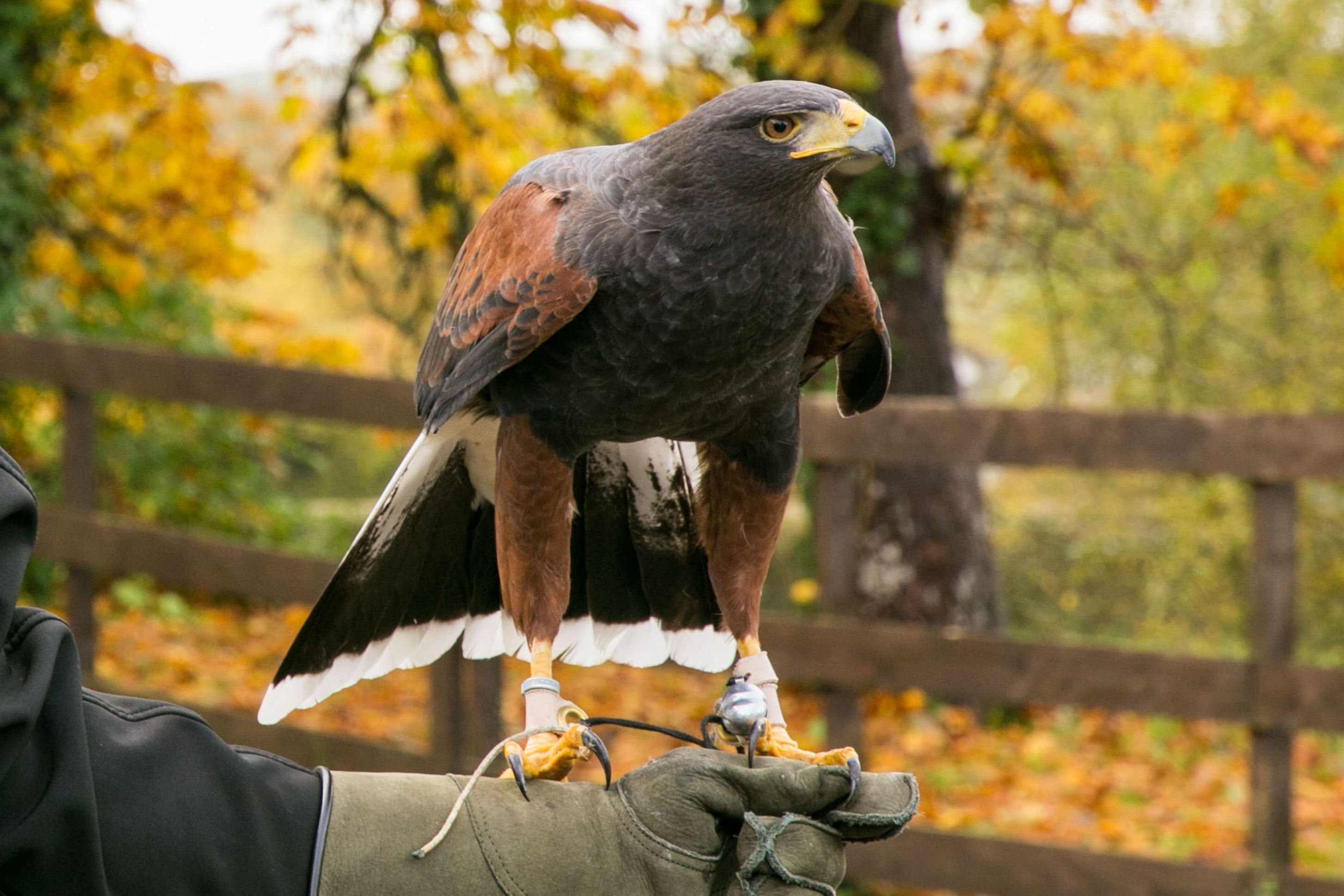 Molly the Haris hawk