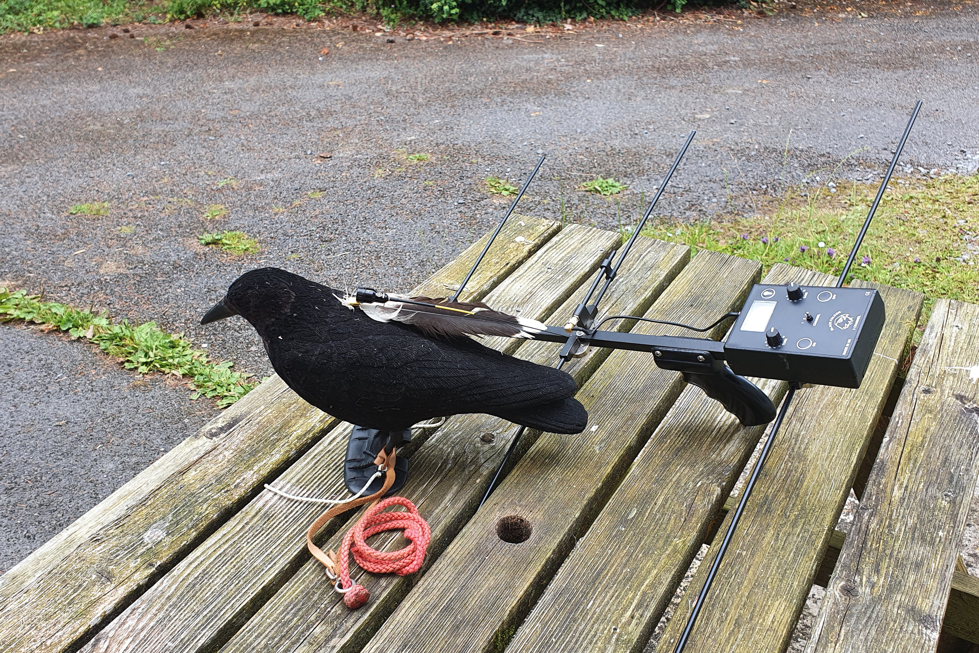 using a transmitter to track a hawk