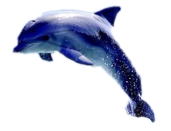 dolphins