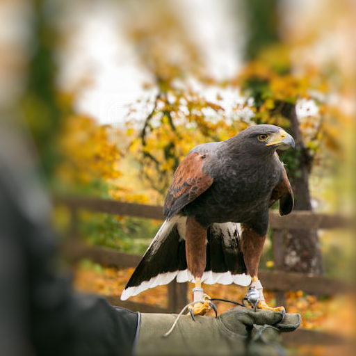 Harris Hawk sitting on a falconry glove