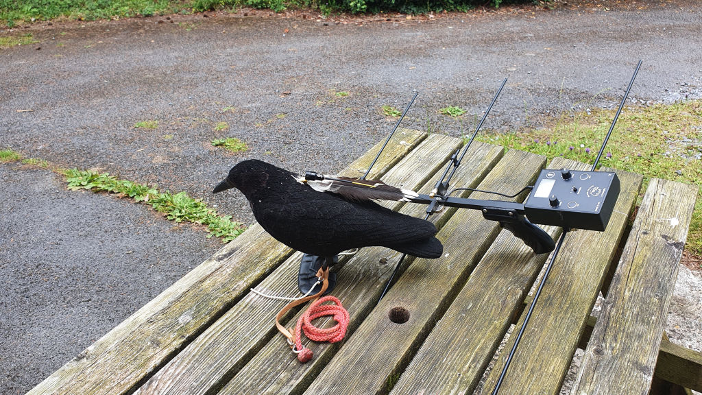 using a transmitter to track a hawk